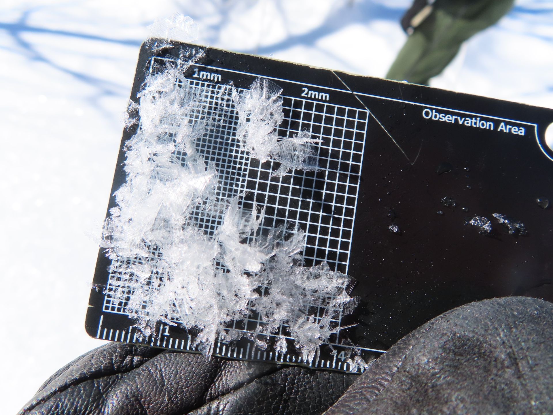 Surface Hoar Crystals